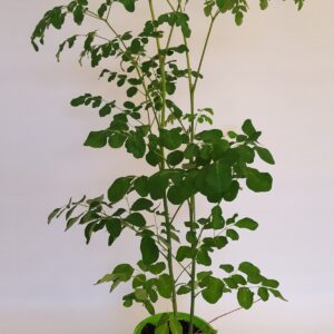 Moringa Oleifera Tree