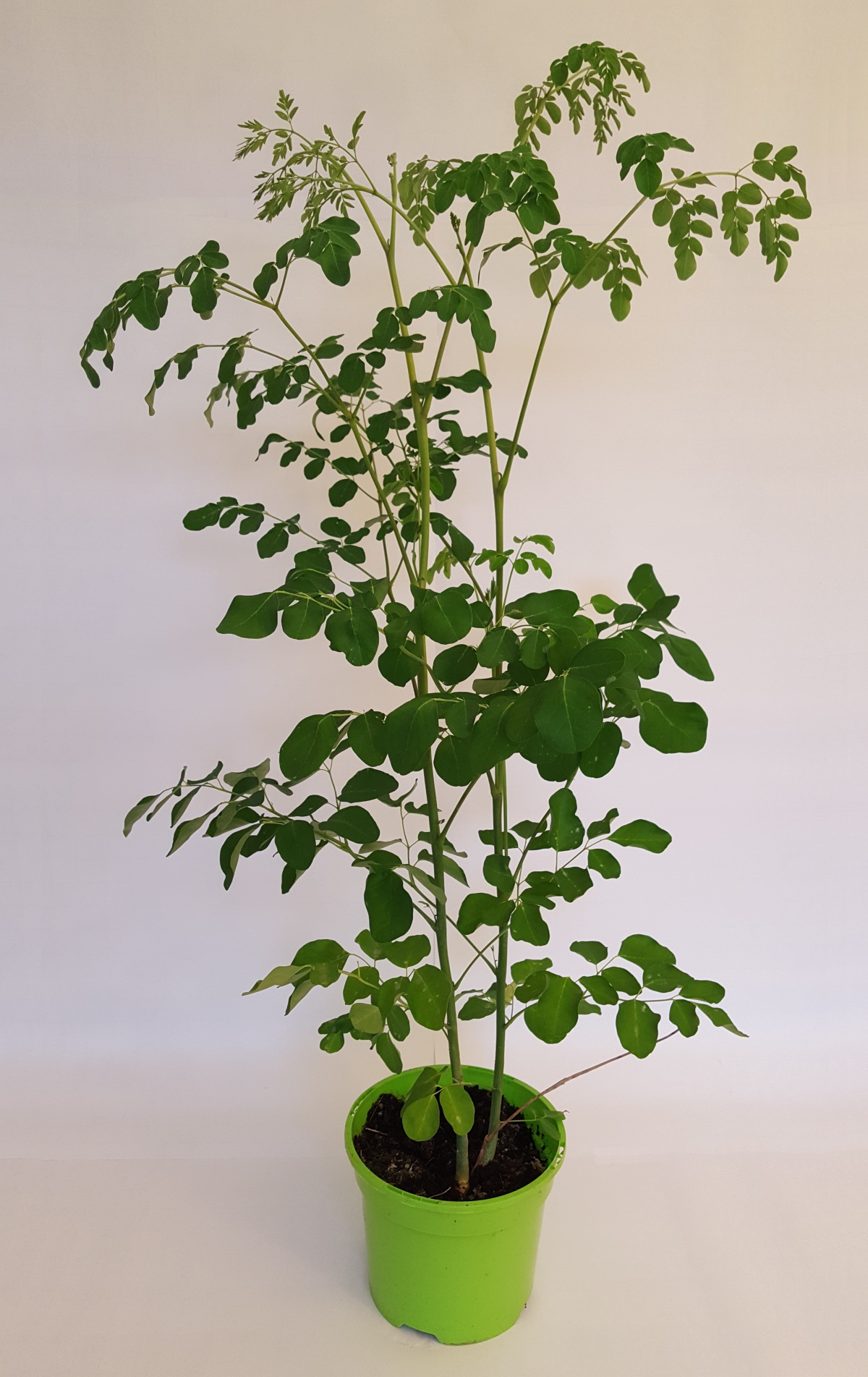 Moringa Oleifera Tree - Moringa's Finest - Nutrition by Nature