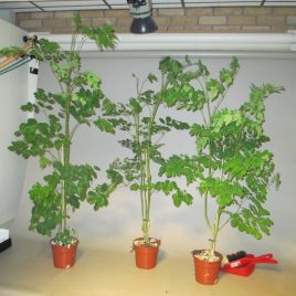Moringa Oleifera Boom – Miracle Tree