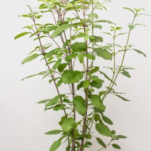 Heilige Basilicum plant