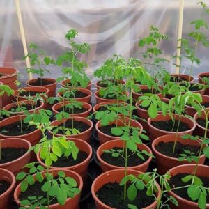 Begin Moringa seizoen