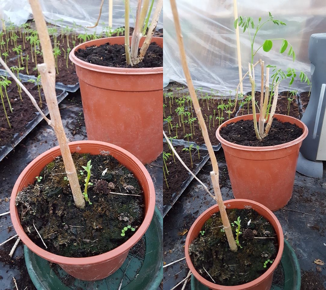 Begin Moringa seizoen