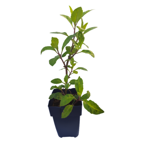 Gynura Procumbens Plant - Moringa's Finest