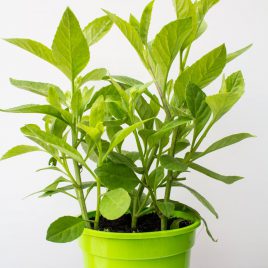 Gynura Procumbens Plant