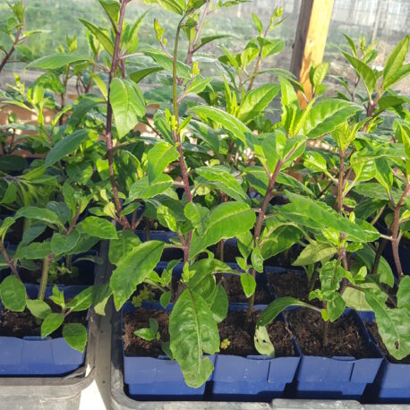 Vers uit de kas – Gynura Procumbens Plant – Moringa’s Finest