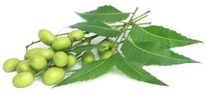 Neem Tabletten - 1000mg - 100 stk