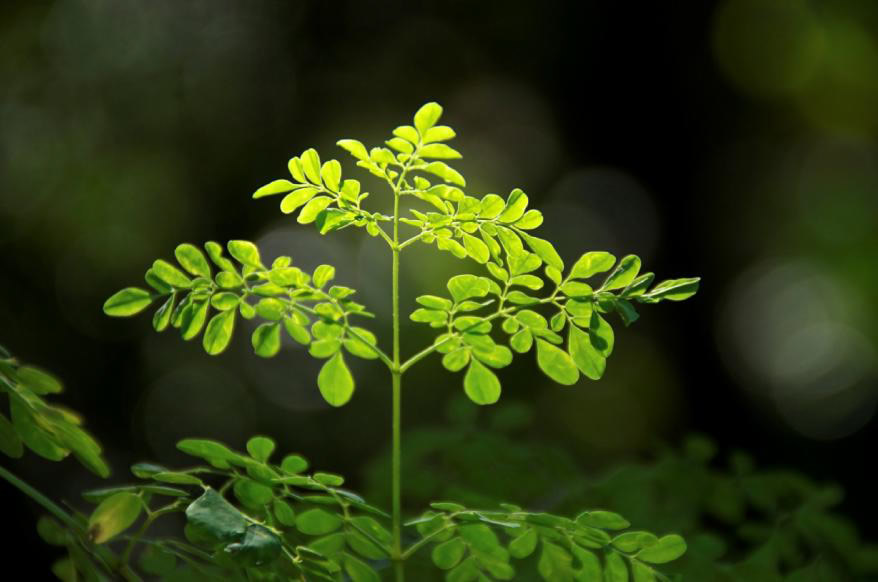 Alles über Moringa - Moringa's Finest Deutschland