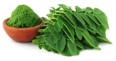 Moringa Blattpulver-2- Moringa Oleifera Deutschland