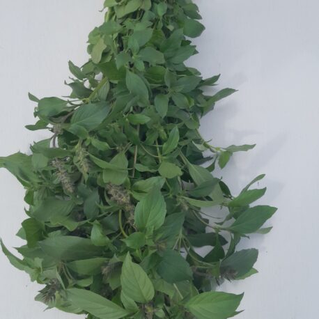 fresh persian basil