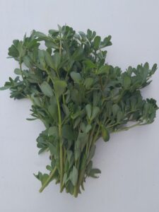 portulacca