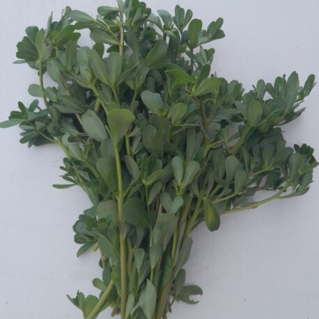 portulacca