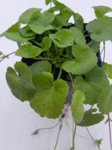 gotu kola plant