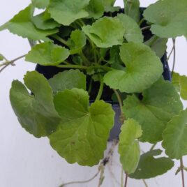 gotu kola plant